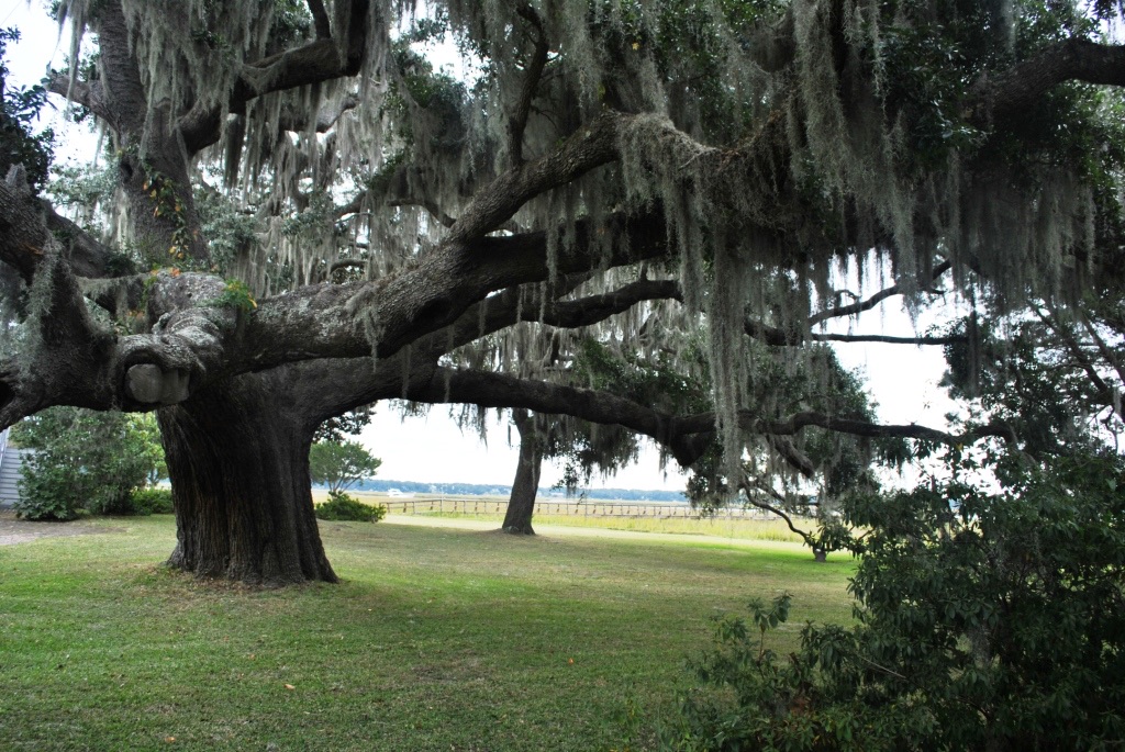 A live oak draped in Spanish moss in Beaufort, South Carolina.