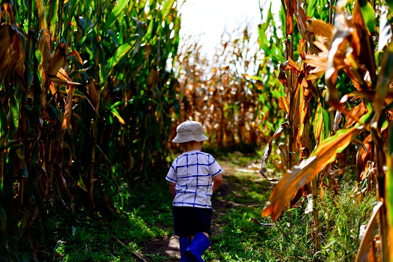 A young child in a bucket hat walks a dirt path between tall rows of corn in a sunlit maze.