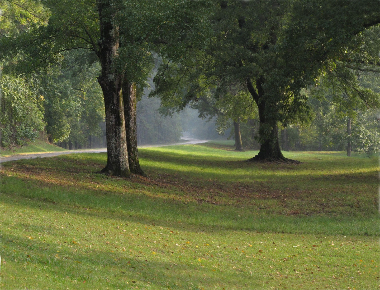 The Natchez Trace Parkway running as a quiet two-lane road through a green tunnel of trees.