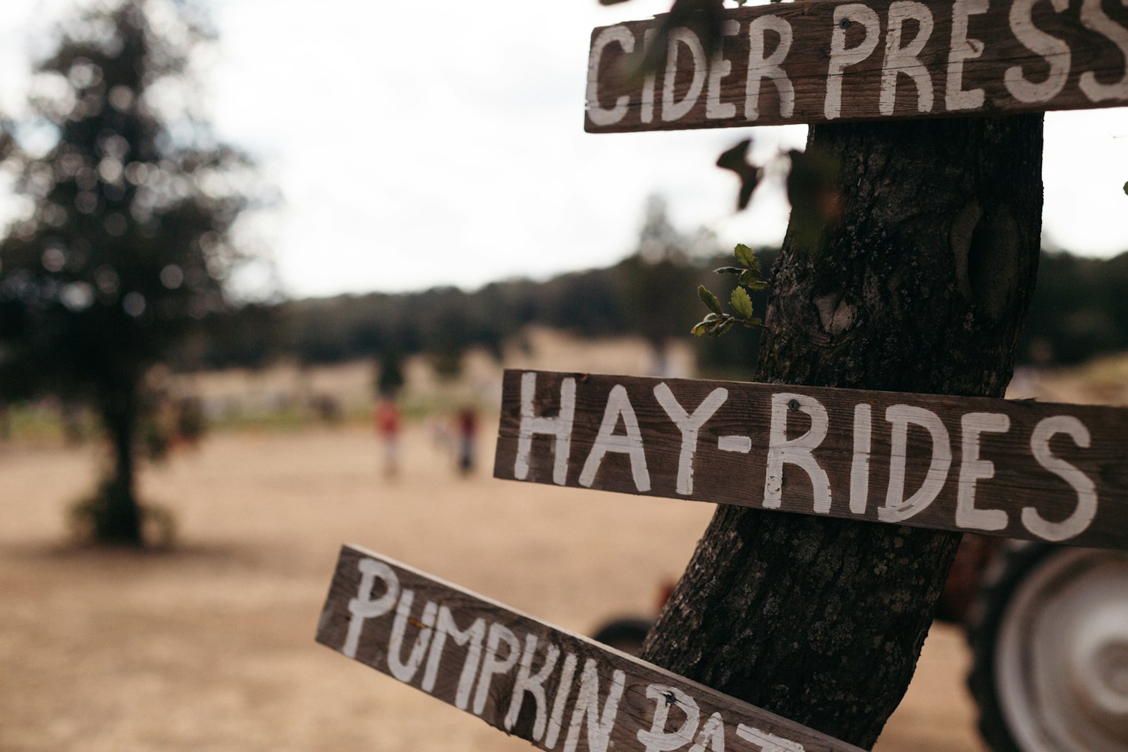 Hand-painted wooden signs nailed to a tree pointing the way to the cider press, hay-rides, and the pumpkin patch at a farm in autumn.