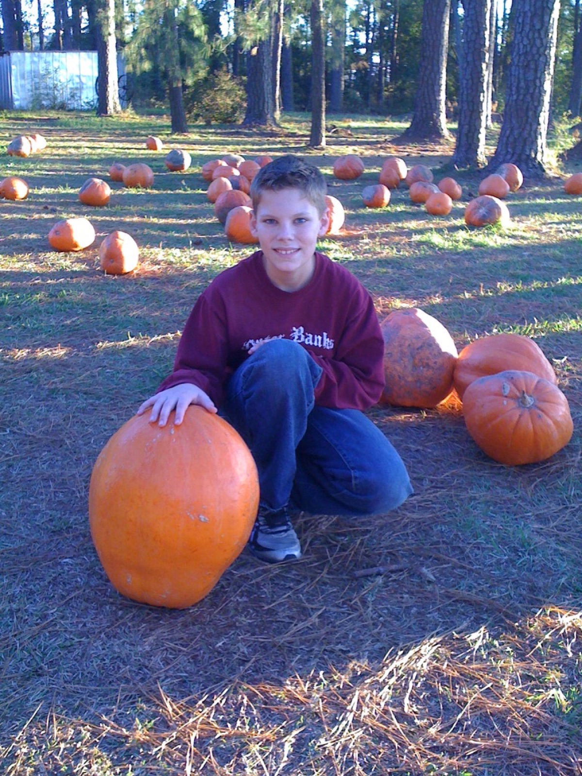 A boy kneels in a pine-shaded pumpkin patch, one hand resting on a big orange pumpkin, more scattered across the field behind him.