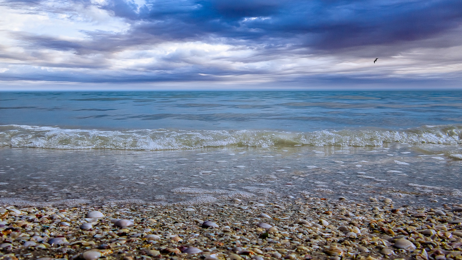 A stretch of Sanibel Island beach at low tide, the sand strewn with whelks, cockles, and pastel shells against the calm green Gulf.