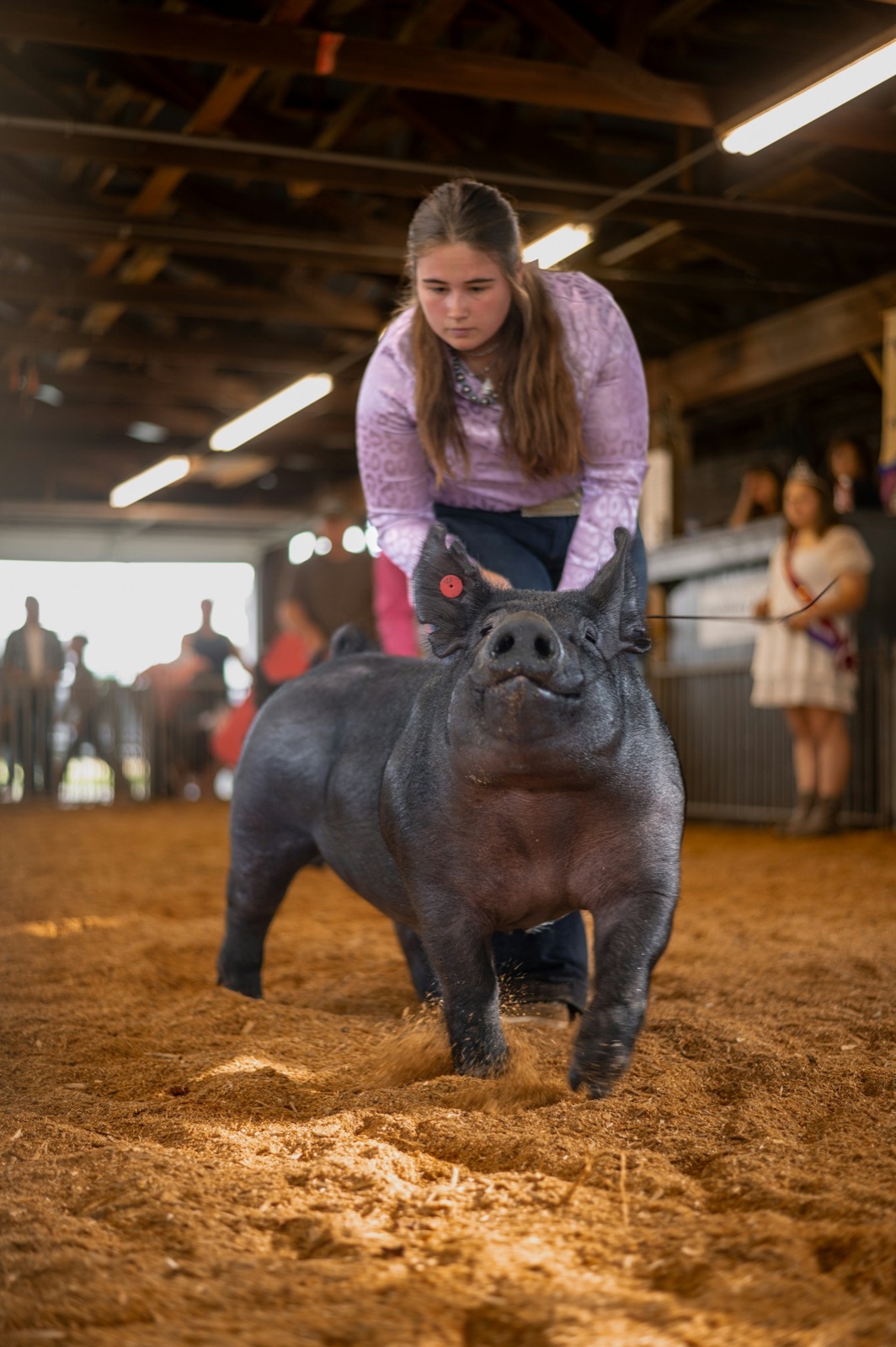 A young woman standing beside a hog in a straw-bedded livestock barn at the fair.