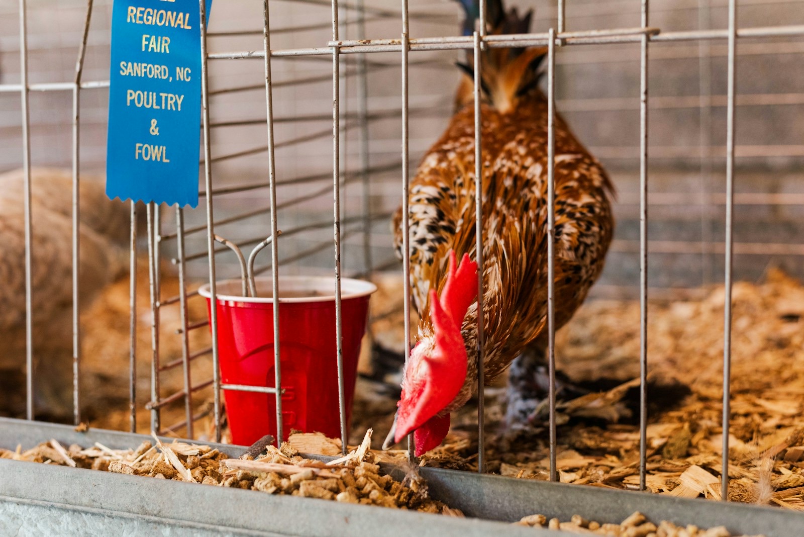 Chickens in a show cage at a county fair poultry exhibit.